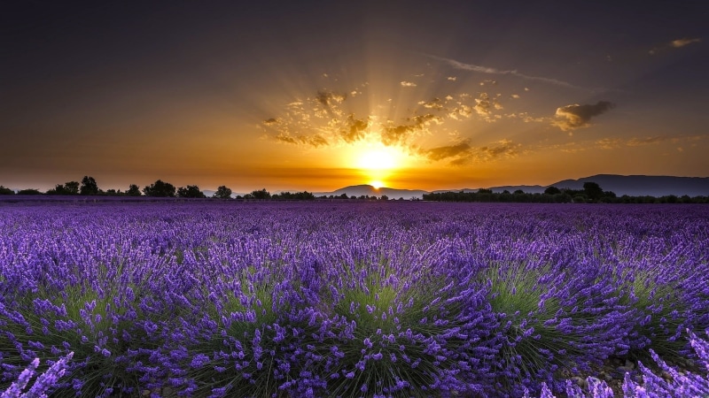 Sunrise, Dawn, France, Lavender, Flowers, 1080P, Valensole