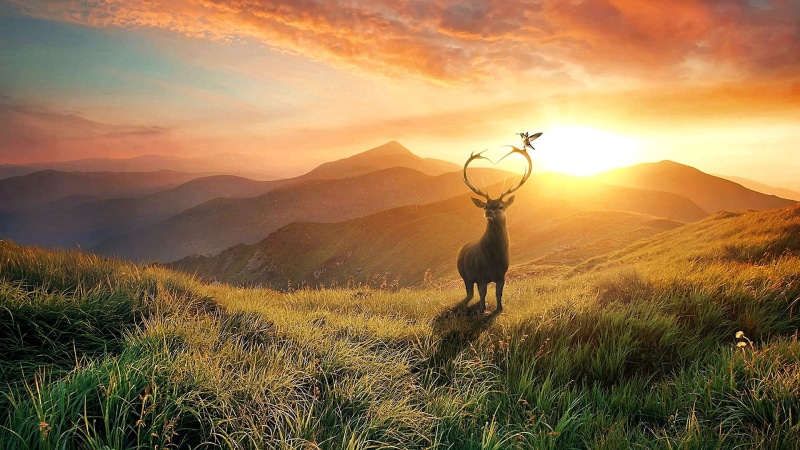grass, mammal, plant, antler, twilight, 1080P, dawn, scenics - nature, nature, bird, animal, mountain range, lens flare, landscape, land, beauty in nature