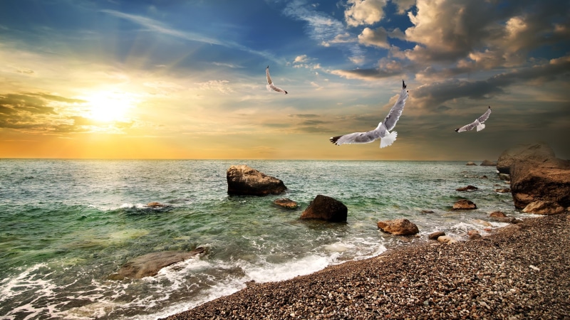 glorious, body of water, sunrise, morning, sea, wind wave, horizon, glowing, 4K, calm, ocean, sky, birds, bird, mew gull, good morning, shore, water, seaside