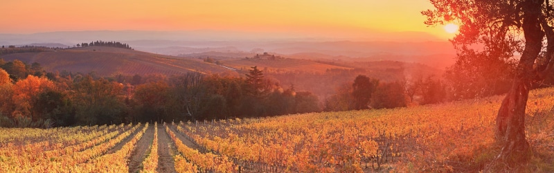 Italy, Dusk, Sunset, Tuscany, 4K, Vineyard, Siena