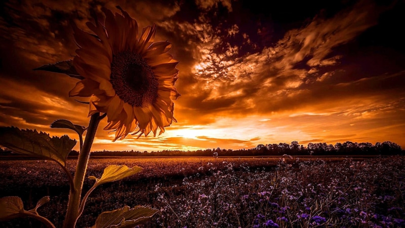 1080P, outdoors, land, nature, growth, dusk, flower, flowering plant, scenics - nature, cloud - sky, flower field, tranquil scene, field, no people, purple
