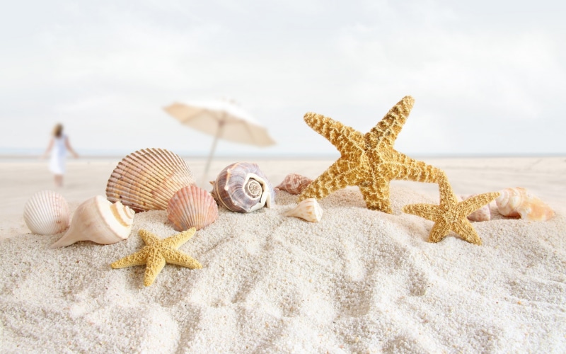 2K, shells, sea, summer, shell, beach, sand