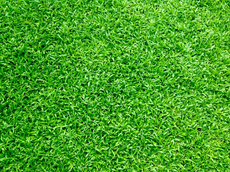 beauty in nature, green grass, garden, environment, bright, soccer field, lawn, land, plant, grass, lush foliage, background, green, freshness, turf, backgrounds