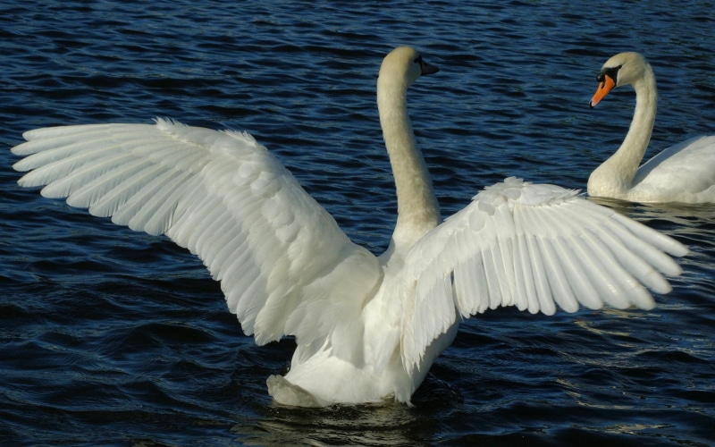 steam, feathers, white swans, pond, plumage, love, animals, 1080P, water, summer, wings, birds
