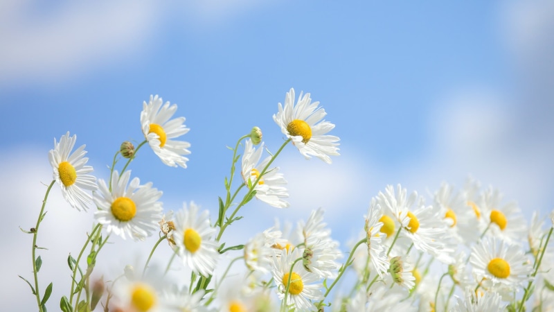 chamomile, summer, 1080P, flowers