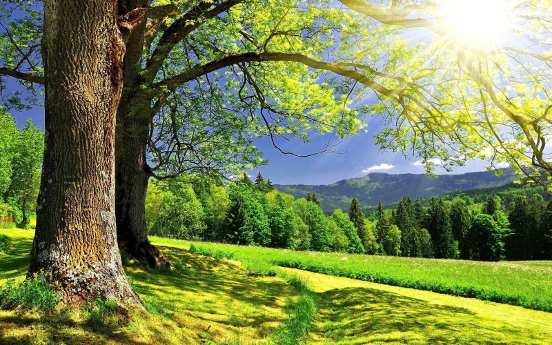 summer, day, sunny, 2K, nature