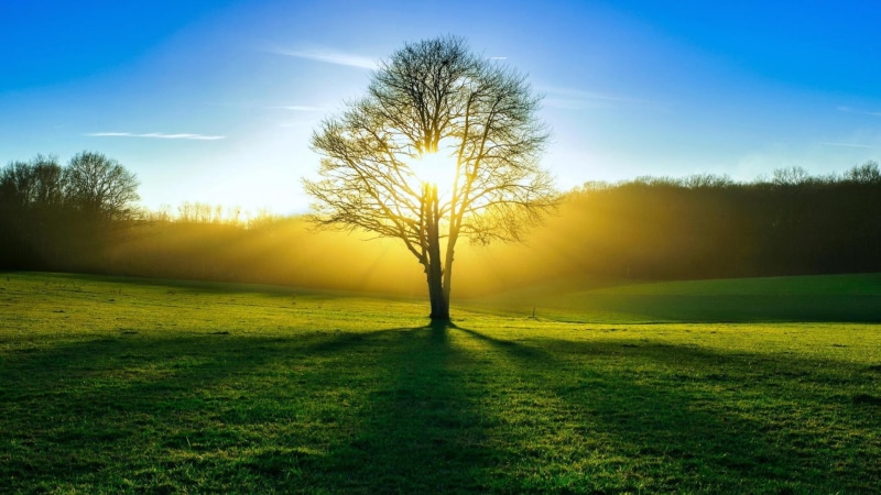 light, forest, summer, sun, tree, 1080P