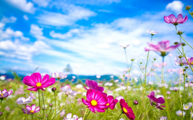summer, 2K, flowers, nature