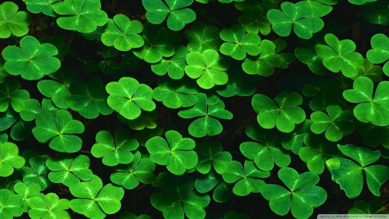 close-up, leafed, freshness, clovers, full frame, green Color, outdoors, clover, high angle view, backgrounds, lush Foliage, season, growth, leaf, forest