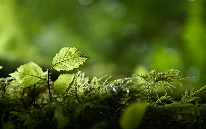 tree, day, close-up, green color, plant part, outdoors, nature, selective focus, plant, green, growth, fragility, focus on foreground, vulnerability, no people