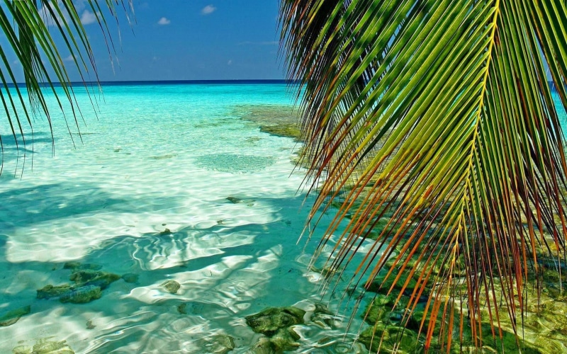 turquoise, Maldives, idyllic, horizon over water, day, landscape, beach, tranquil scene, tree, palm tree, outdoors, water, land, green, tropical, plant