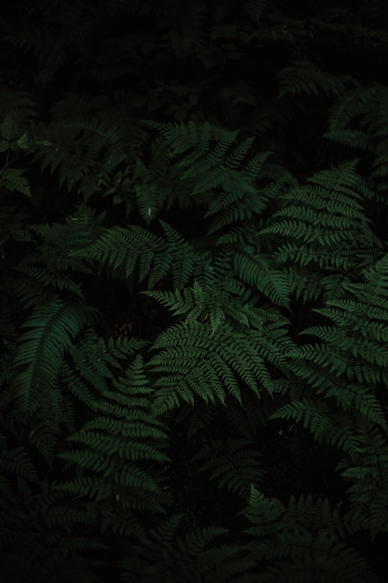 beauty in nature, no people, growth, botany, plant part, green color, carved, nature, full frame, lot, fern, forest, tree, leaf, tranquility, plant, green