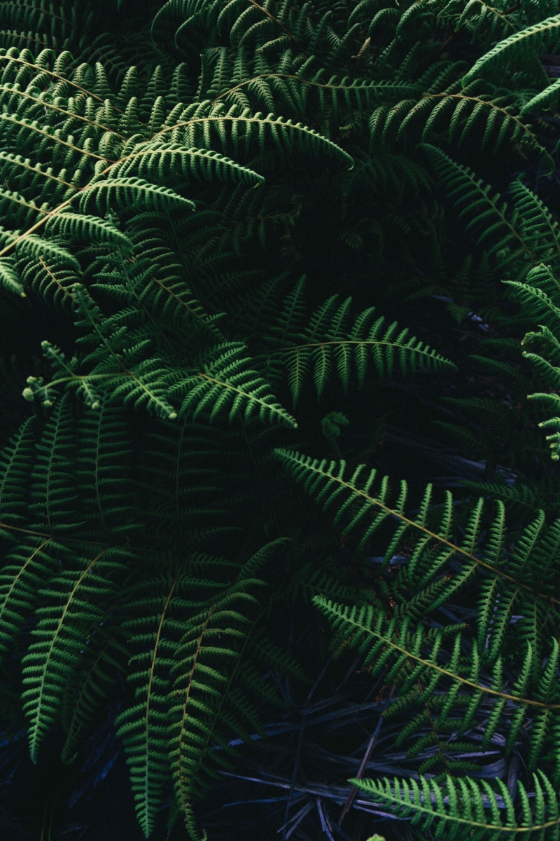 sunlight, palm leaf, full frame, day, green, growth, plant, nature, tree, outdoors, pine tree, close-up, plants, backgrounds, leafed, leaf, 5K, green color