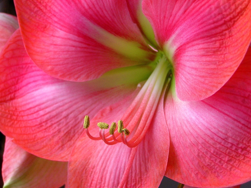close-up, beauty In Nature, curvy, flower Head, nature, amaryllis, pink Color, petal, 1080P, flower, stamens, macro, pink, plant