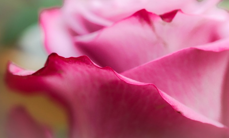nature, beauty In Nature, pink, pink rose, pink Color, close-up, rose, leaf, petal, petals, botany, flower Head, flower, plant, 4K, rose  pink