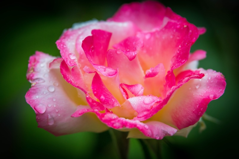 rose, white rose, pink Color, 5K, photography, raindrops, beauty In Nature, closeup, pink, white, macro photography, petal, canon  eos  70d, close-up