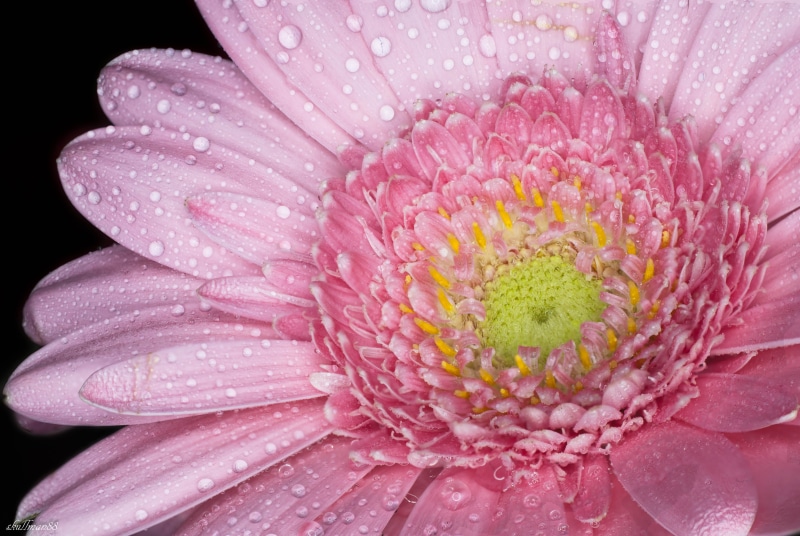 single Flower, flower Head, beauty In Nature, rose, gerbera, flower, close-up, gerbera Daisy, petal, water Lily, photography, 4K, shot, nature, marguerite