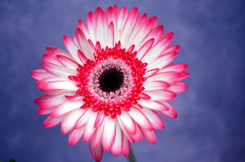 Plant, white flower, petal, colors, summer, gerbera Daisy, pink, macro shot, white, Gerbera, NGC, close-up, 720P, daisy, macro, Nature, contrast, flower