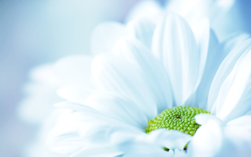 copy space, botany, white, selective focus, no People, extreme close-up, brightly lit, plant part, gerbera Daisy, flowering plant, chrysanthemum, defocused