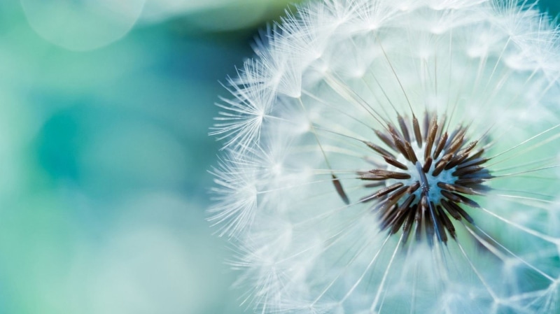 white color, fragility, no people, flower head, focus on foreground, outdoors, softness, flowering plant, day, flower, flowers, freshness, dandelion seed
