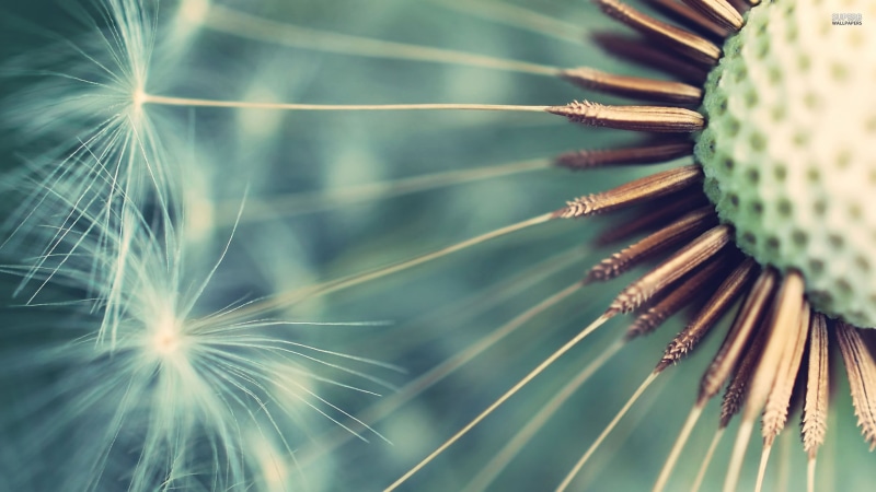 pollen, seeds, vulnerability, selective focus, plant, freshness, dandelion, no people, macro, flower, coniferous tree, tranquility, fragility, day, 2K