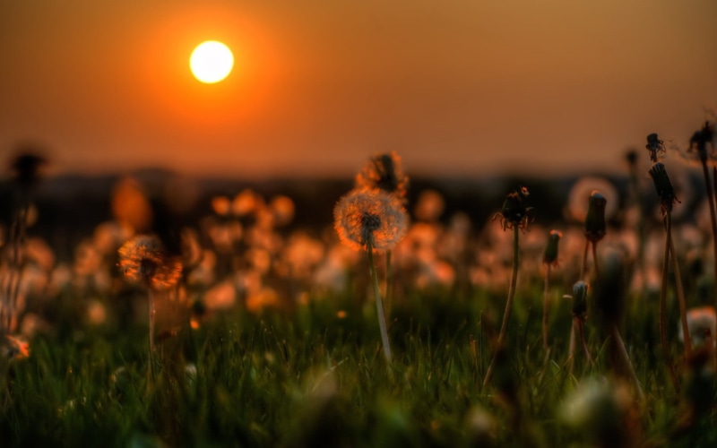 flower, close-up, flowers, flowering plant, scenics, grass, 720P, day, blossom, petaled, summer, fragility, morning, field, light - Natural Phenomenon