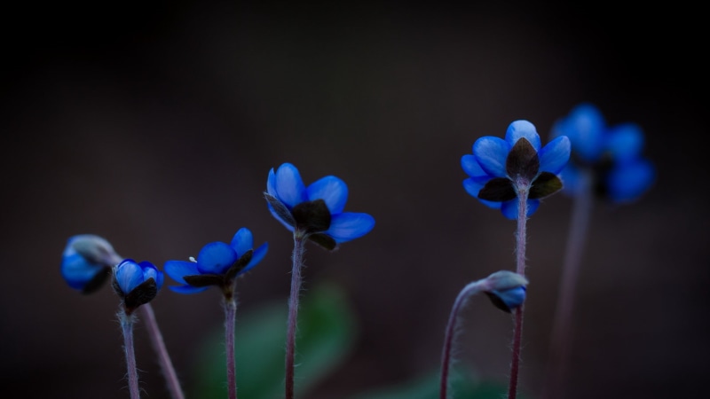 freshness, plant, field, purple, flowers, fragility, flowering plant, no people, night, flower head, white, 2K, blue flowers, plants, plant stem, decor