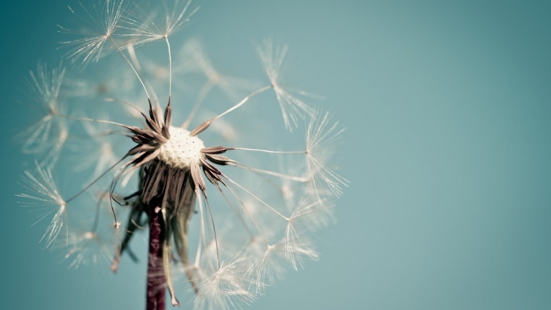 blue, sepal, flowers, flower, wilted plant, softness, growth, fragility, seeds, white, flower head, close-up, focus on foreground, nature, macro, outdoors