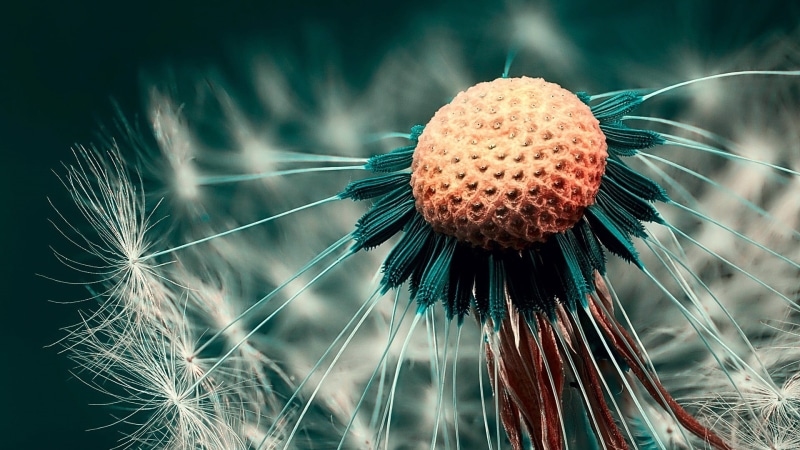 fragility, dandelion, plants, flowering plant, close-up, day, outdoors, 1080P, nature, no People, single Flower, seed, food, macro, photography, botany