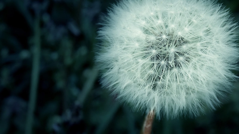 white, inflorescence, flowering plant, no people, beauty in nature, dandelion, nature, freshness, softness, close-up, fragility, outdoors, macro, flowers