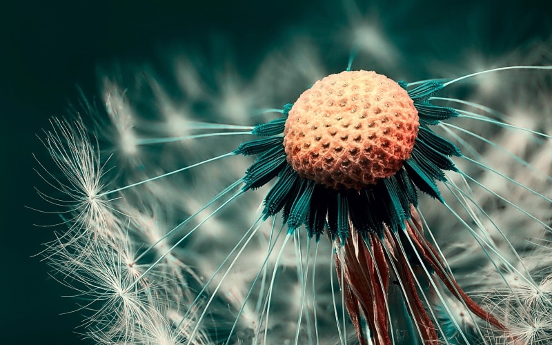 fragility, petaled, green, magnification, nature, beauty in nature, close-up, orange, focus on foreground, growth, vulnerability, flower, plants, dandelion