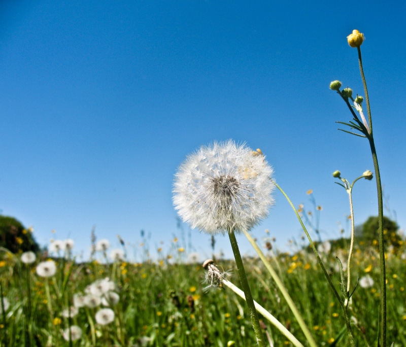 Dandelion, summer, blue, beauty In Nature, white, grass, nature, chiemsee, springtime, plant, meadow, macro, seed, field, sky, flower, 2K, outdoors