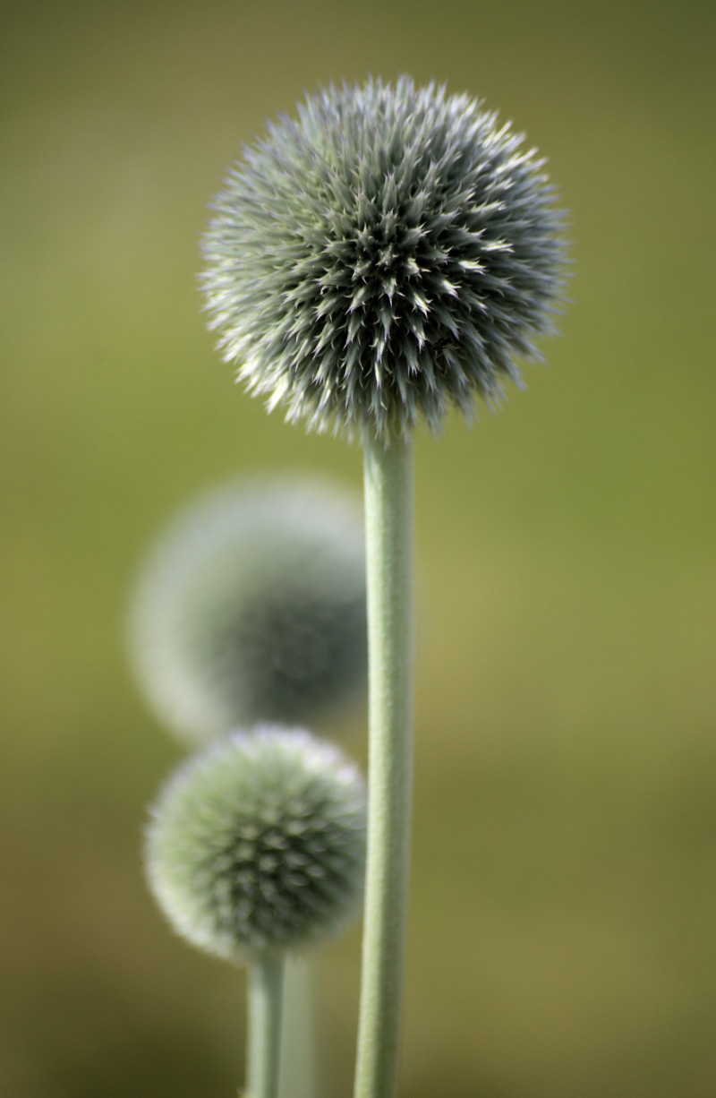 summer, close up shot, Explored, close, macro, flower, 4K, plant, Natur, shot, close-up, dandelion, nature