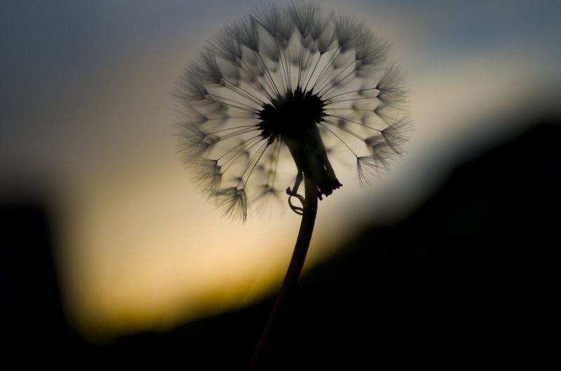 macro, dandelion, close-up, ZK, seed, plant, single Flower, T* 2, pentax  k-30, 4K, Carl Zeiss, macro photography, nature, photography, summer, flower