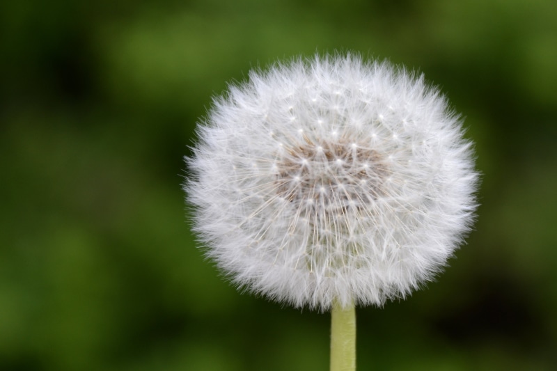 photography, white, Emmen, shallow, springtime, beauty In Nature, shallow focus, focus, macro, Dandelion, 2K, summer, flower, nature, bloem, nikon  d5100