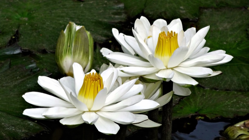 white, flowers, plants, outdoors, macro, lake, freshness, fragility, water lily, no people, 1080P, plant part, pollen, flower, flowering plant, flower head