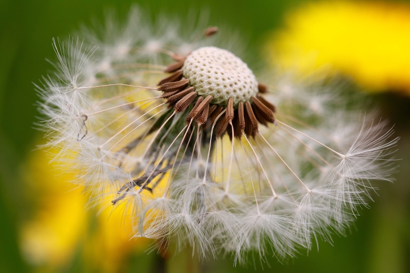 summer, mondays, close-up, photography, seeds, flower, explore, Dandelion, focus, 5K, nature, plant, wildflower, time, head, child, macro, selective, selective focus
