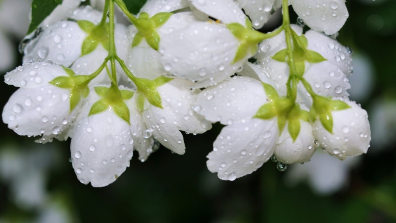 plants, springtime, plant, fragility, rain, drop, petal, 1080P, flowering plant, nature, flowers, leaf, beauty In Nature, wet, white, summer, dew, day