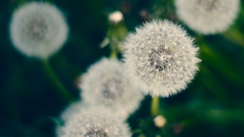 beauty in nature, day, vulnerability, inflorescence, softness, uncultivated, plant, flower, outdoors, close-up, flower head, fragility, plants, white, flowering plant