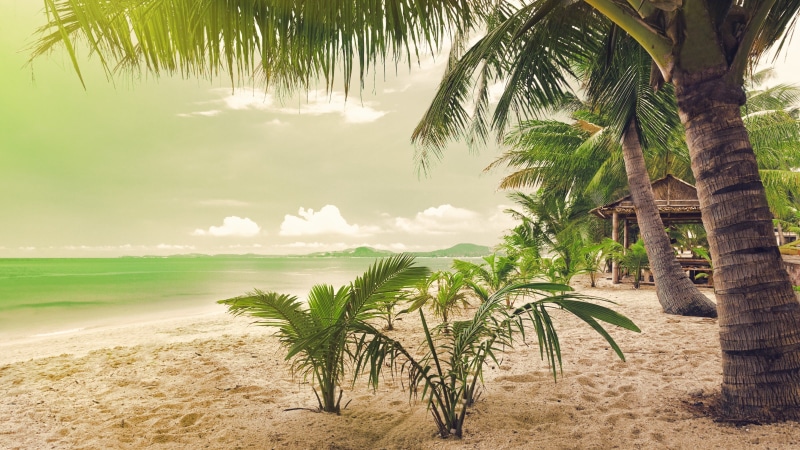 beauty in nature, plant, 2K, palm, scenics - nature, coconut, sand, green, water, palm trees, beach, no people, palm leaf, palm tree, day, outdoors, land