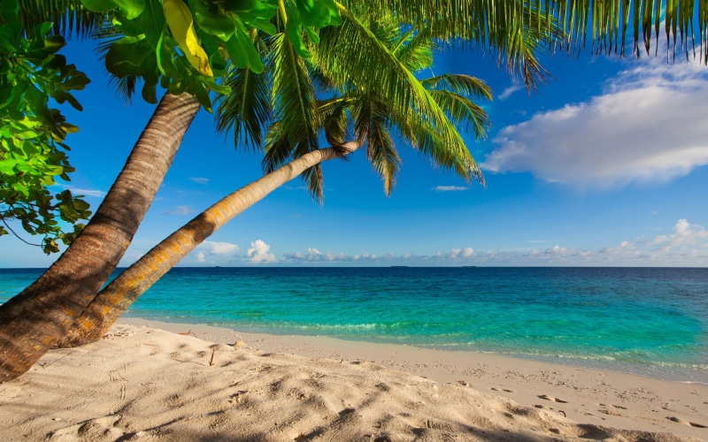 sand, Sea, palm, tree, 2K, green, palms, blue, shore, paradise, summer, tropical, beach, ocean