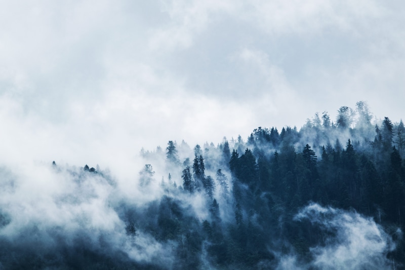 woods, non-urban scene, white, foggy, moody, cloudy, nature, wilderness, environment, mountain peak, fogs, no people, tranquility, day, clouds, pine, woodland