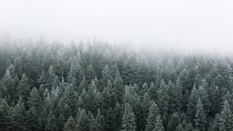 Canon EOS 5D Mark III, outdoors, woodland, fir Tree, bed, fog, mountain, forest  washington, winter, scenery, forest, scenics, frost, tree, USM, snow, pine