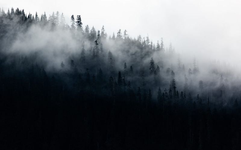 washington state, coniferous tree, dark, moody, land, mountain, landscape, trees, 5K, forest, outdoors, nature, green, surrounded, silhouette, pacific northwest