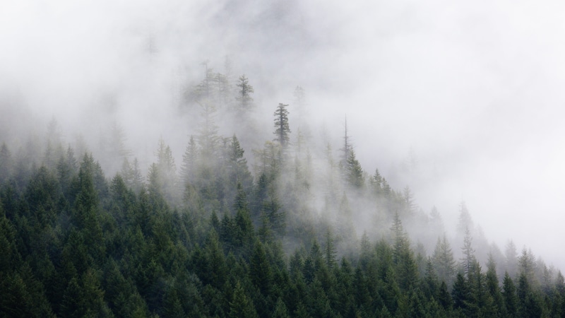 tree, pine tree, covered, no people, 5K, aerial, green, tranquil scene, pacific northwest, evergreen tree, trees, tranquility, mountain peak, foggy, plant