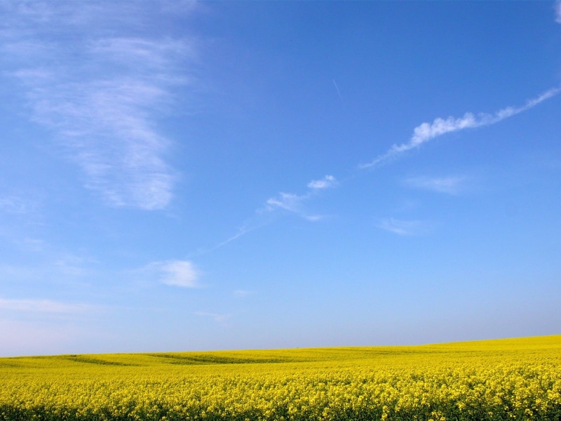 cielo, 720P, naturaleza, azul, trigo