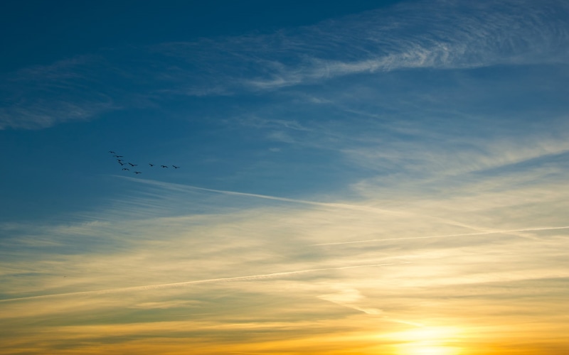 air vehicle, sunset, animal, animal wildlife, animals in the wild, low angle view, nubes, blue, vertebrate, scenics - nature, flying, sol, beauty in nature
