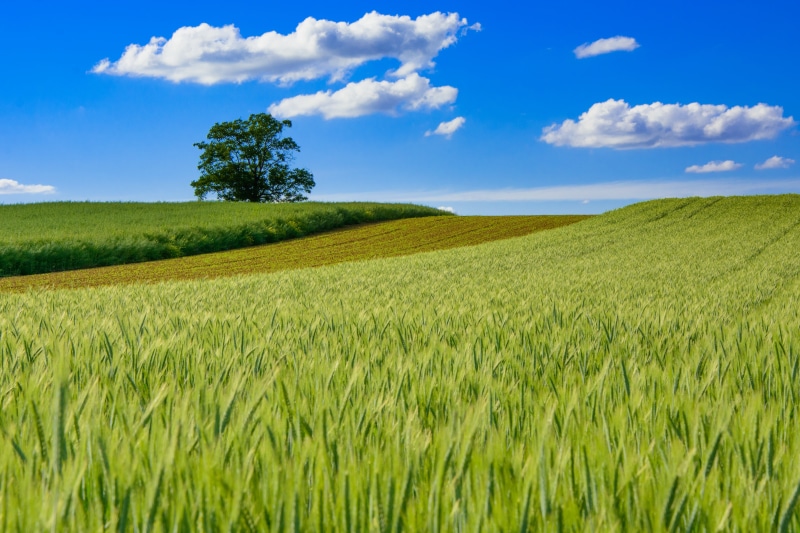 green, growth, photo, yellow, land, green grass, grass field, cereal Plant, crop, farm, landscapes, France, agriculture, DSC, wheat, clouds, nature, blue