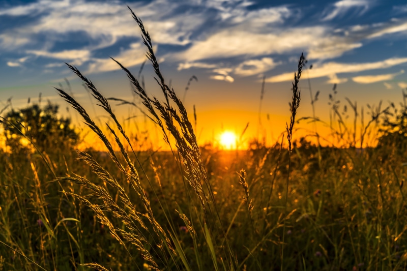 field, clouds, sky, beauty In Nature, abendstimmung, lens flare, evening, meadow, green grass, crop, afterglow, rural Scene, yellow, dusk, cloud - Sky