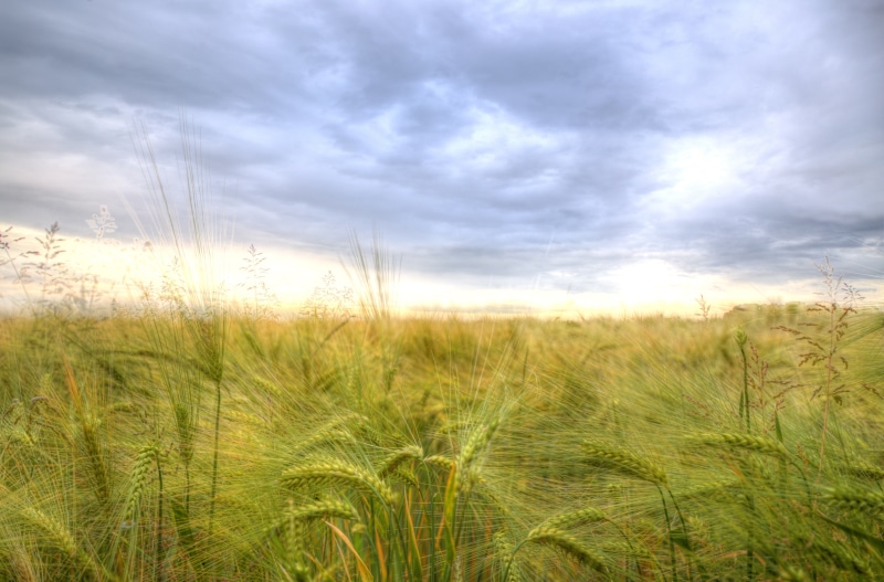 grass, nature, plant, Deutschland, landscape, rural Scene, photography, Barley, Grain, gray, sunset, Beautiful, Blue, sunlight, grass field, wheat, green grass